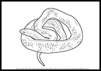 How to Draw an Eastern Indigo Snake
