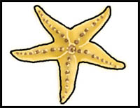 How to Draw a Starfish