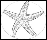 How to Draw a Starfish