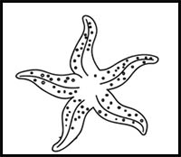 How to Draw a Starfish