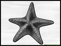 How to Draw a Starfish