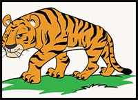 How to Draw a Cartoon Tiger