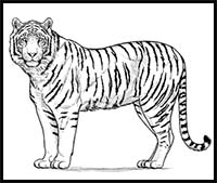 How to Draw a Tiger