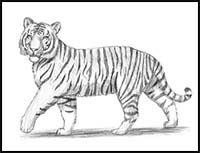How to Draw a Tiger