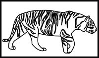 How to Draw a Siberian Tiger