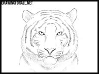 How to Draw a Tiger Head