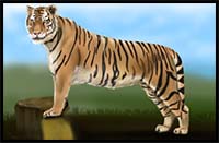 How to Draw a Tiger