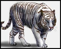 How to Draw a White Tiger