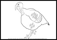 How to Draw a Turkey