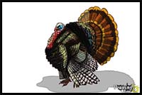 How to Draw a Turkey Step by Step