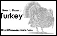 How to Draw a Turkey