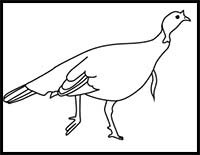 How to Draw a Wild Turkey