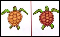 How to Draw a Realistic Sea Turtle