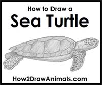 How to Draw a Green Sea Turtle