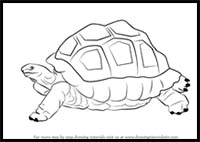 How to Draw a Tortoise