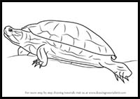 How to Draw a Red-Eared Slider