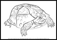 How to Draw an Eastern Box Turtle