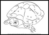 How to Draw a Spotted Turtle