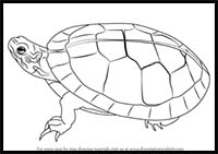 How to Draw a Painted Turtle