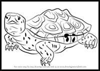 How to Draw a Diamondback Terrapin