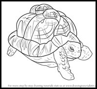 How to Draw an Indian Star Tortoise
