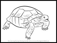 How to Draw a Desert Tortoise