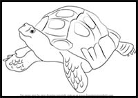 How to Draw an Asian Forest Tortoise