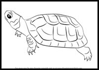 How to Draw a Bog Turtle