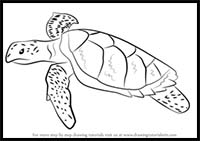 How to Draw a Hawksbill Turtle