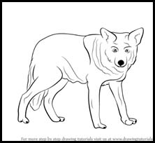 How to Draw a Wolf