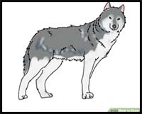 How to Draw a Wolf