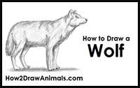 How to Draw a Wolf