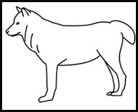 How to Draw a Wolf