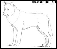 How to Draw a Wolf