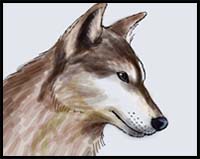 How to Draw a Wolf Head