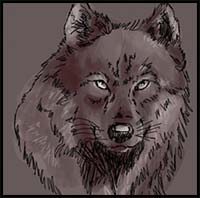 How to Draw a Realistic Wolf