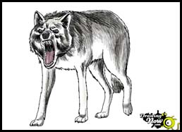 How to Draw a Wolf Step by Step