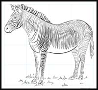 How to Draw a Zebra