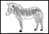 How to Draw a Zebra