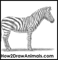 How to Draw a Zebra