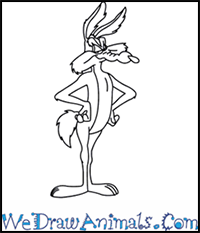 How to Draw Wile E. Coyote from Looney Tunes