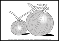 How to Draw Watermelon Plant
