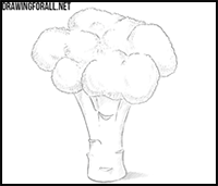 Broccoli drawing - learn how to draw a broccoli