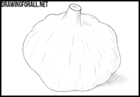 Garlic drawing - how to draw a garlic