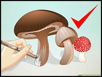 How to Draw Mushrooms