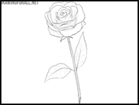 how to draw a rose flower