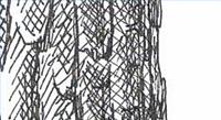 How to Draw Oak Bark in Pen and Ink