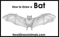 How to Draw a Bat