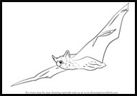 How to Draw an Indiana Bat
