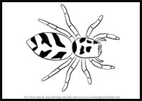 How to Draw a Zebra Spider